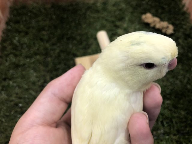 サザナミインコ