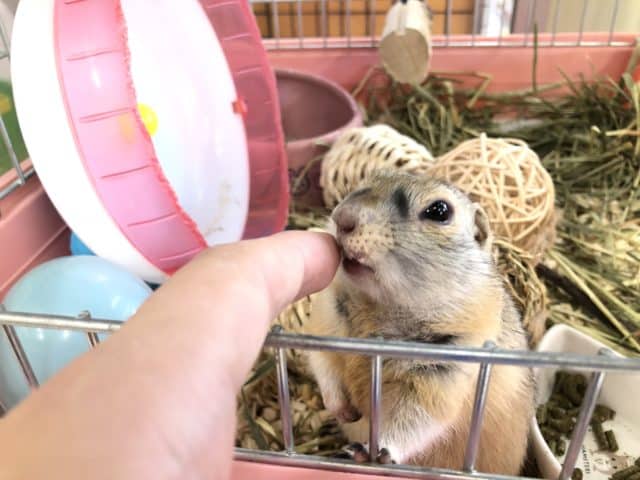 リチャードソンジリス