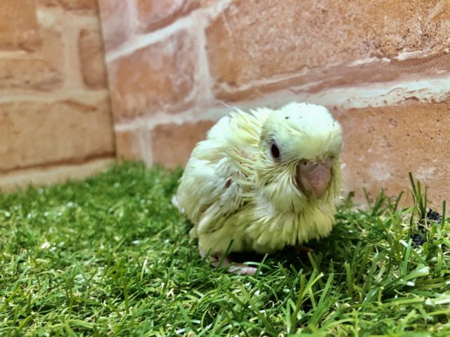 サザナミインコ