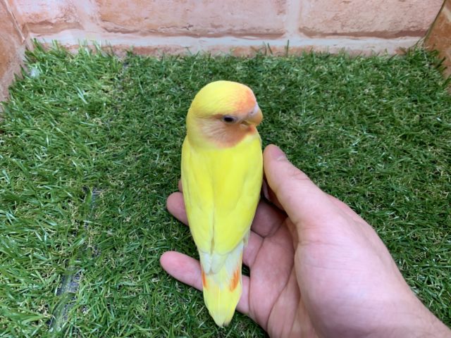 コザクラインコ（小桜インコ）