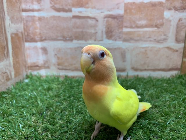 コザクラインコ（小桜インコ）