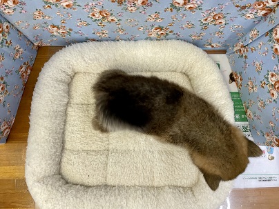 激かわ子ダヌキ?! 豆柴犬の男のコ 2022.6/12撮影 豆柴