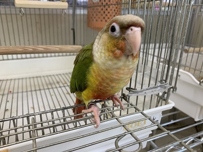 ホオミドリウロコインコ