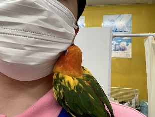 コガネメキシコインコ