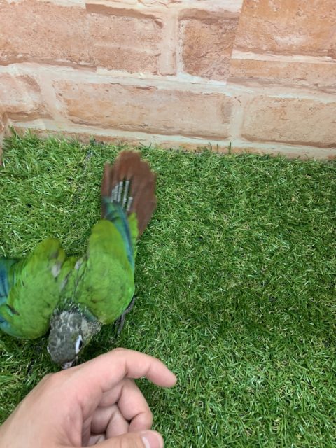 べたなれ♡ウロコインコがやってきた! ホオミドリウロコインコ