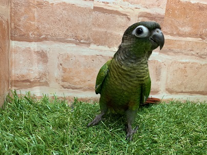 べたなれ♡ウロコインコがやってきた! ホオミドリウロコインコ