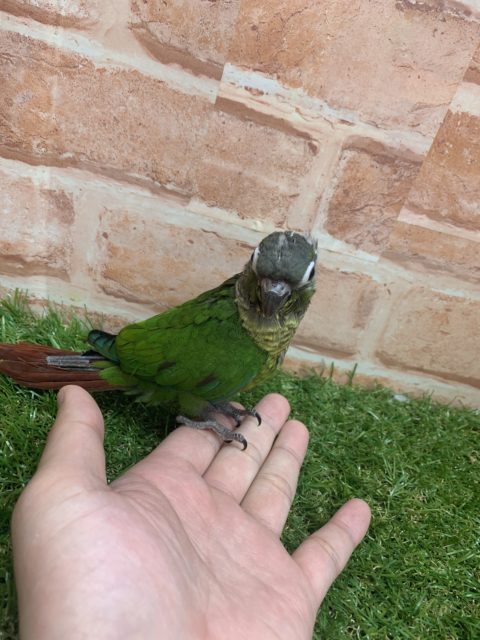 べたなれ♡ウロコインコがやってきた! ホオミドリウロコインコ