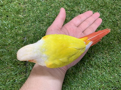 ホオミドリウロコインコ