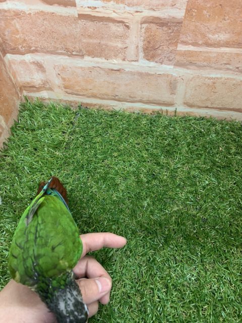 べたなれ♡ウロコインコがやってきた! ホオミドリウロコインコ