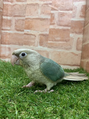 ホオミドリウロコインコ