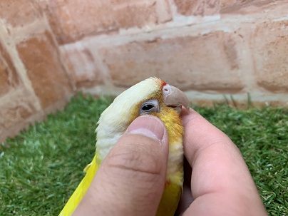 ホオミドリウロコインコ