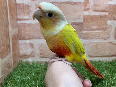 ホオミドリウロコインコ