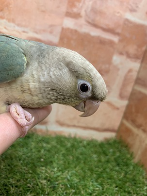 ホオミドリウロコインコ