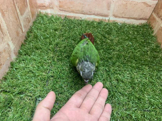 べたなれ♡ウロコインコがやってきた! ホオミドリウロコインコ