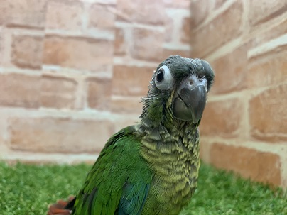べたなれ♡ウロコインコがやってきた! ホオミドリウロコインコ
