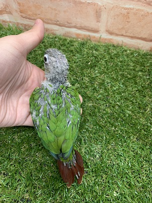 べたなれ♡ウロコインコがやってきた! ホオミドリウロコインコ