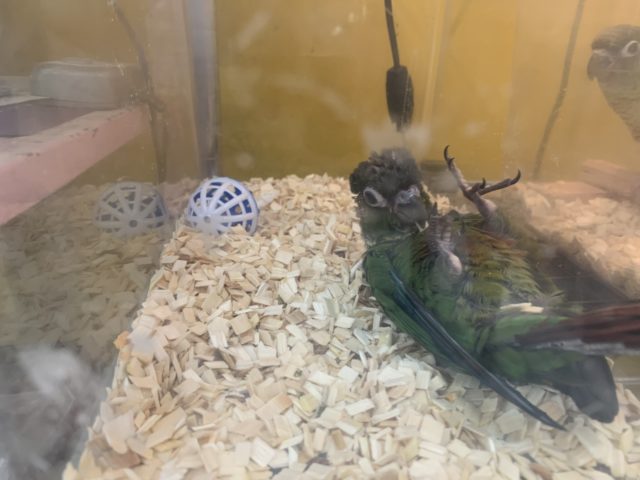 べたなれ♡ウロコインコがやってきた! ホオミドリウロコインコ