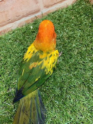 コガネメキシコインコ