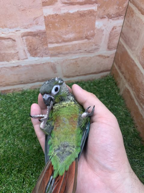 べたなれ♡ウロコインコがやってきた! ホオミドリウロコインコ