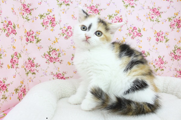 スコティッシュフォールド