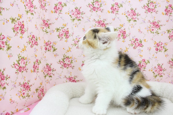 スコティッシュフォールド