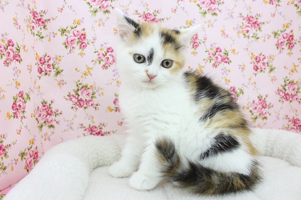 スコティッシュフォールド