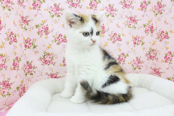 スコティッシュフォールド