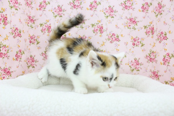 スコティッシュフォールド