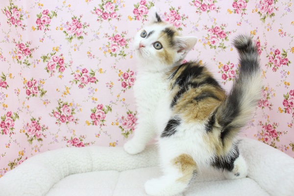 スコティッシュフォールド