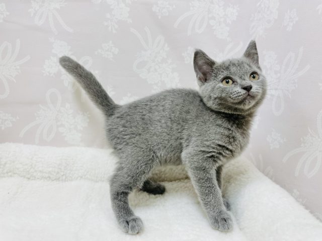 シャルトリュー