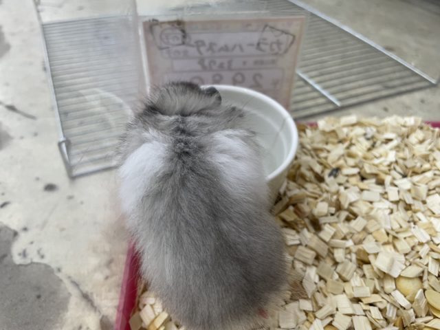 ゴールデンハムスター