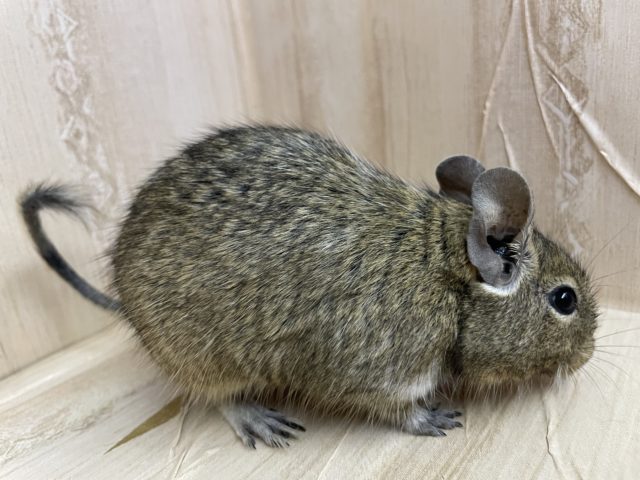 最新画像になりますよ!おやつの持ち方は二刀流!? デグー ノーマル デグー