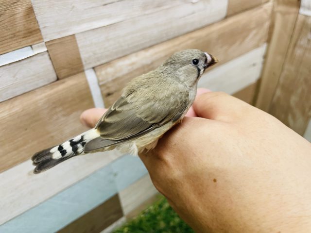 錦花鳥（キンカチョウ）