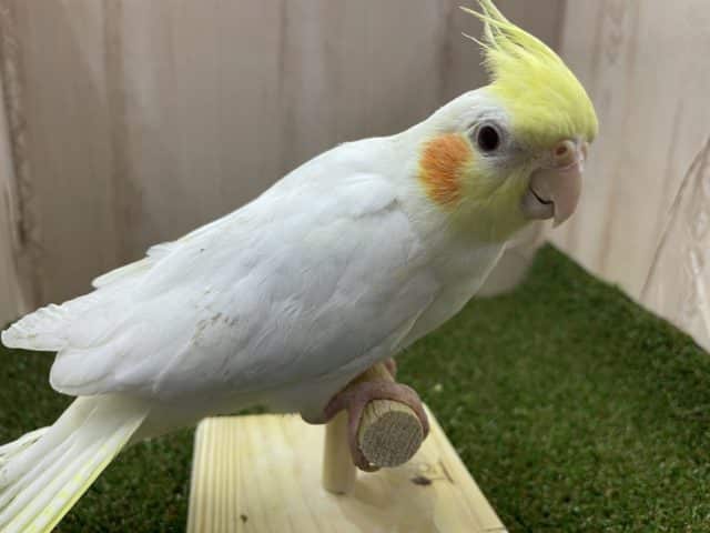 オカメインコ