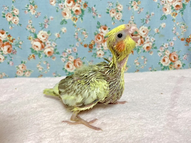 オカメインコ