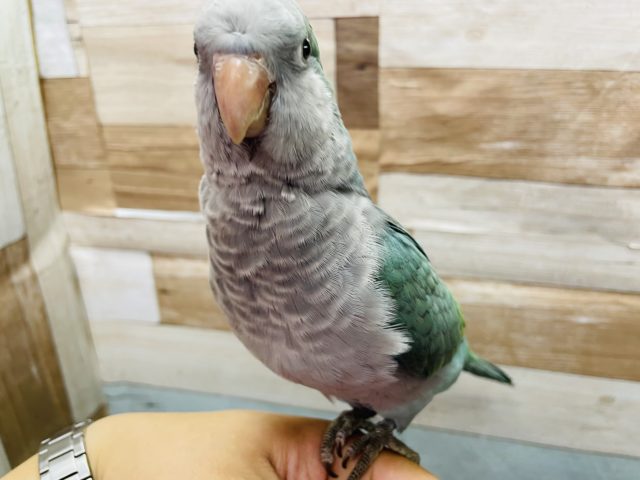 オキナインコ
