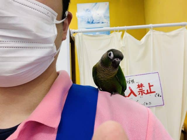 べたなれ♡ウロコインコがやってきた! ホオミドリウロコインコ