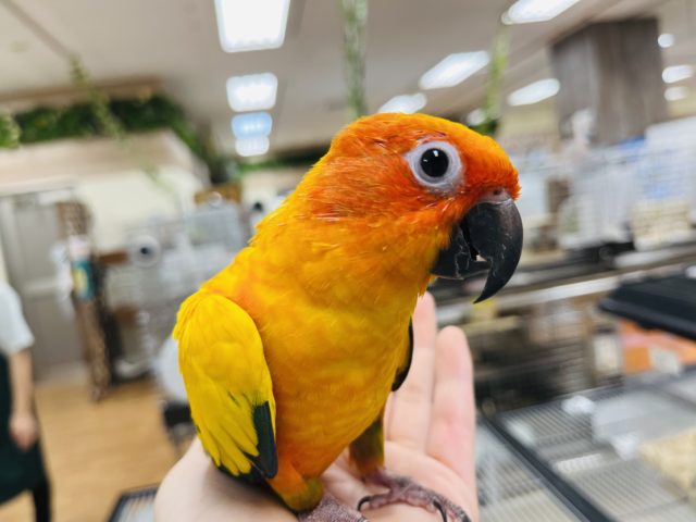 コガネメキシコインコ