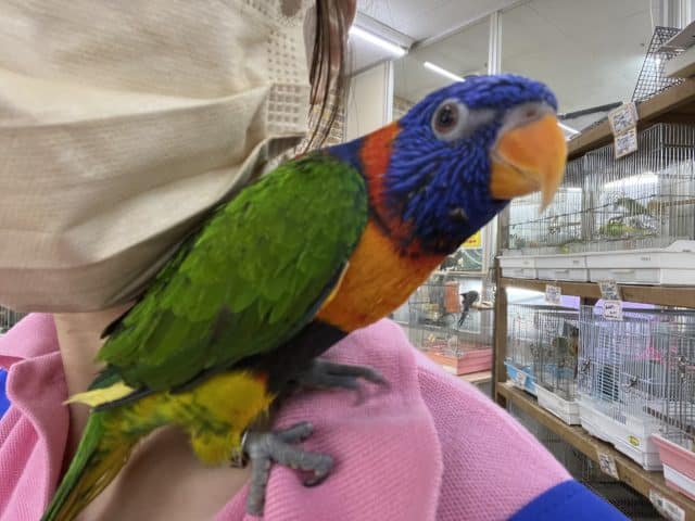 アカエリゴシキセイガイインコ