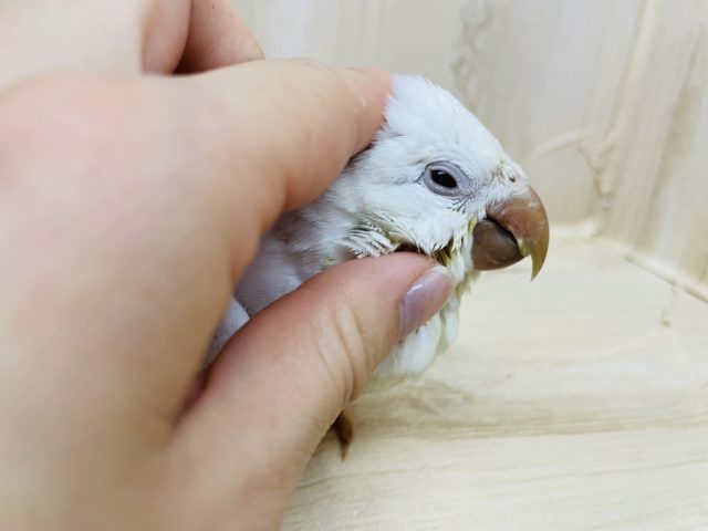 オキナインコ