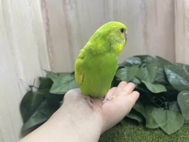 セキセイインコ