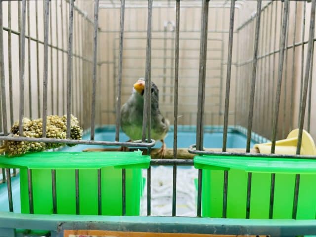 錦花鳥（キンカチョウ）