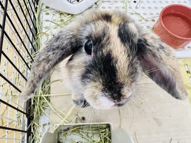 ロップイヤーラビット