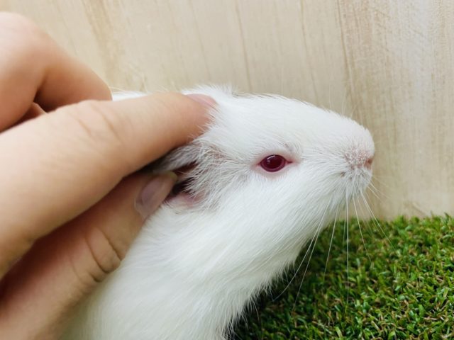イングリッシュモルモット