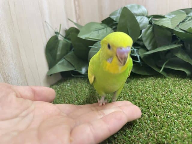 セキセイインコ