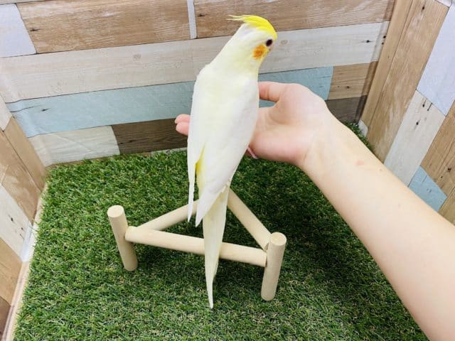 オカメインコ