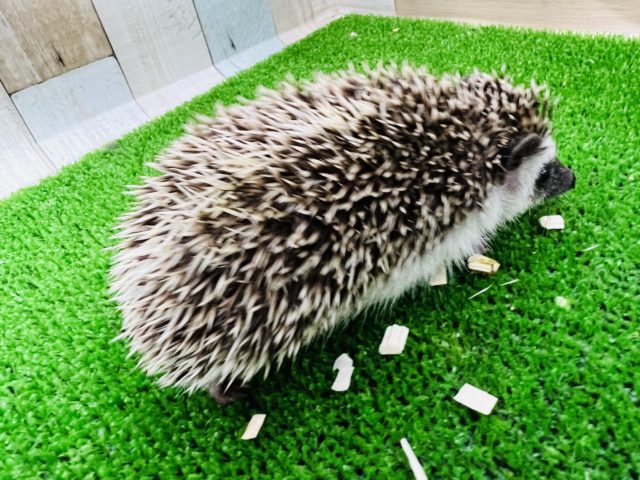 ハリネズミ（ヨツユビハリネズミ）