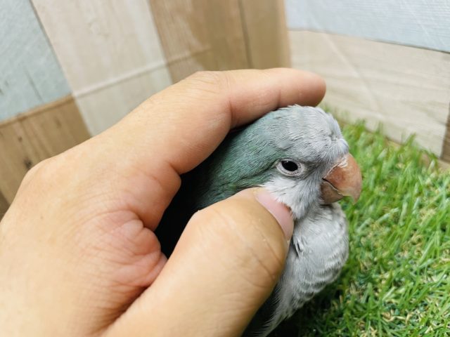 オキナインコ