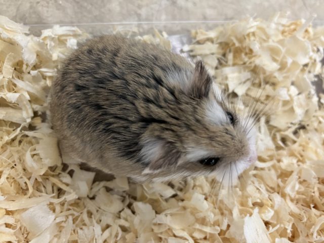 ロボロフスキーハムスター