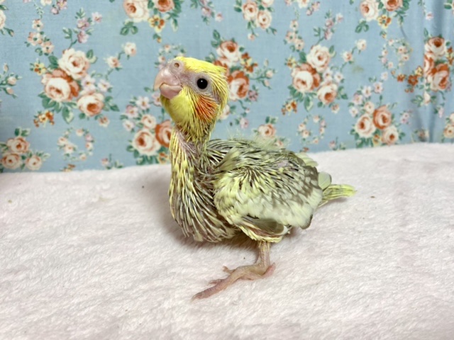 オカメインコ